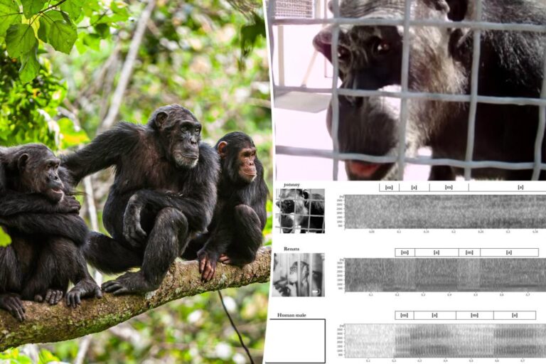 Chimpanzees seem 'capable' of human speech: researchers